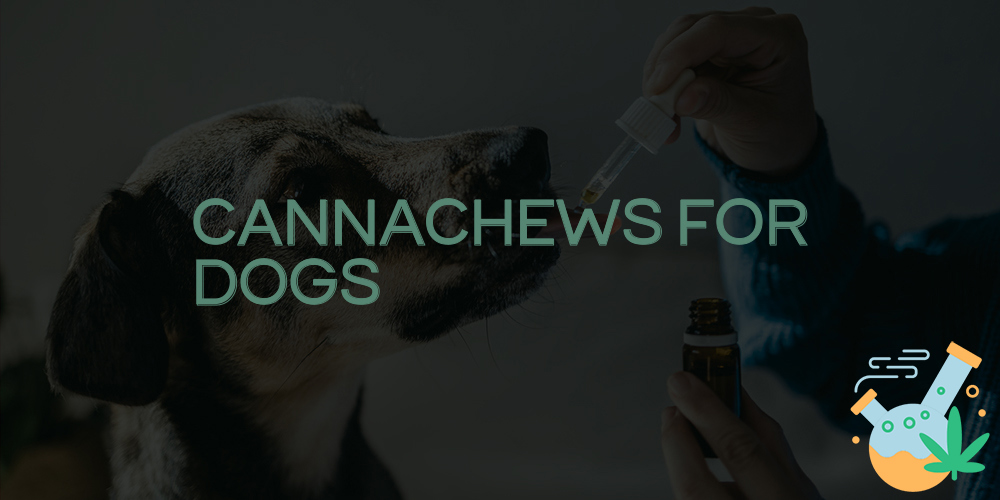 cannachews for dogs