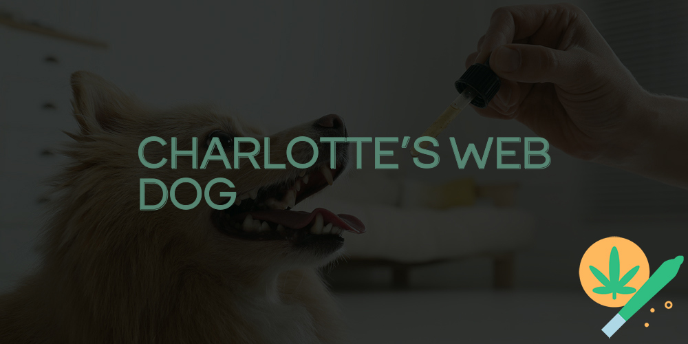 charlotte's web dog