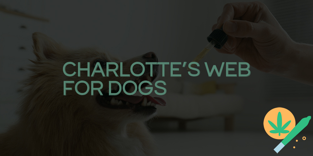 charlotte's web for dogs