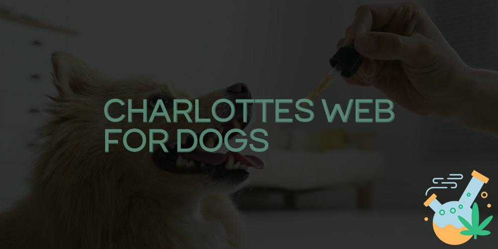 charlottes web for dogs